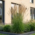 Calamagrostis 'Karl Foerster' (stipe) – 12 plants, Ø11 cm, 15–25 cm de haut