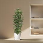 Monstera Monkey Leaf gaasrek (gatenplant) – Ø27 cm, 180 cm hoog