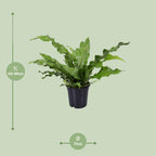 Microsorum Diversifolium (kænguruebre) – Ø17 cm, 45 cm høj