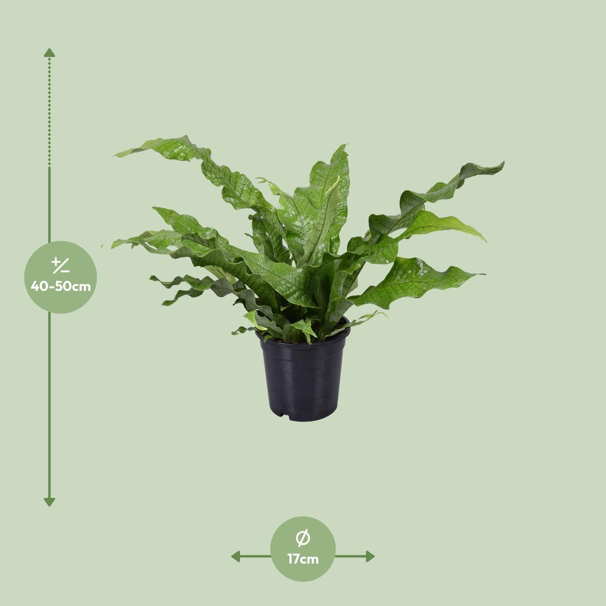Microsorum Diversifolium (kænguruebre) – Ø17 cm, 45 cm høj