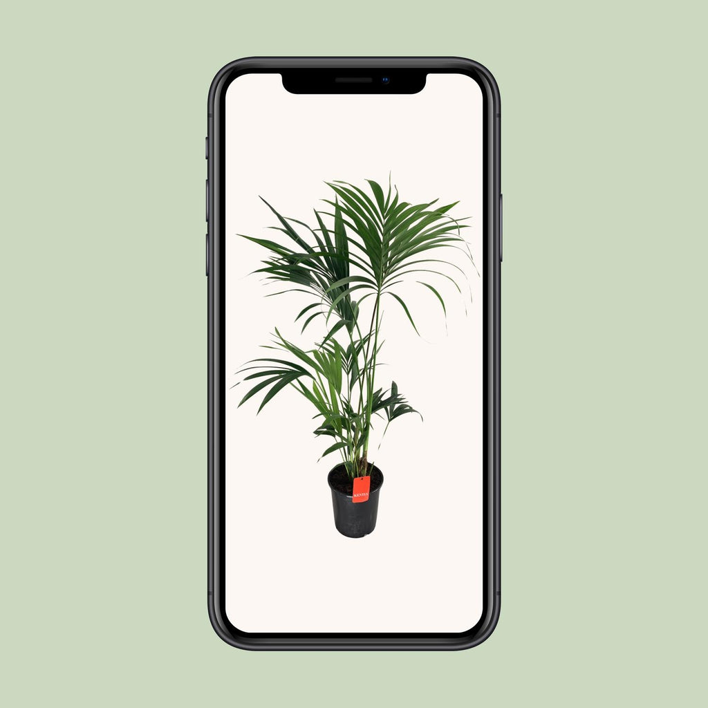 Howea forsteriana (Kentia-Palme) – Ø 24 cm, 130 cm hoch