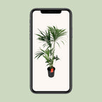 Howea forsteriana (Kentia-Palme) – Ø 24 cm, 130 cm hoch