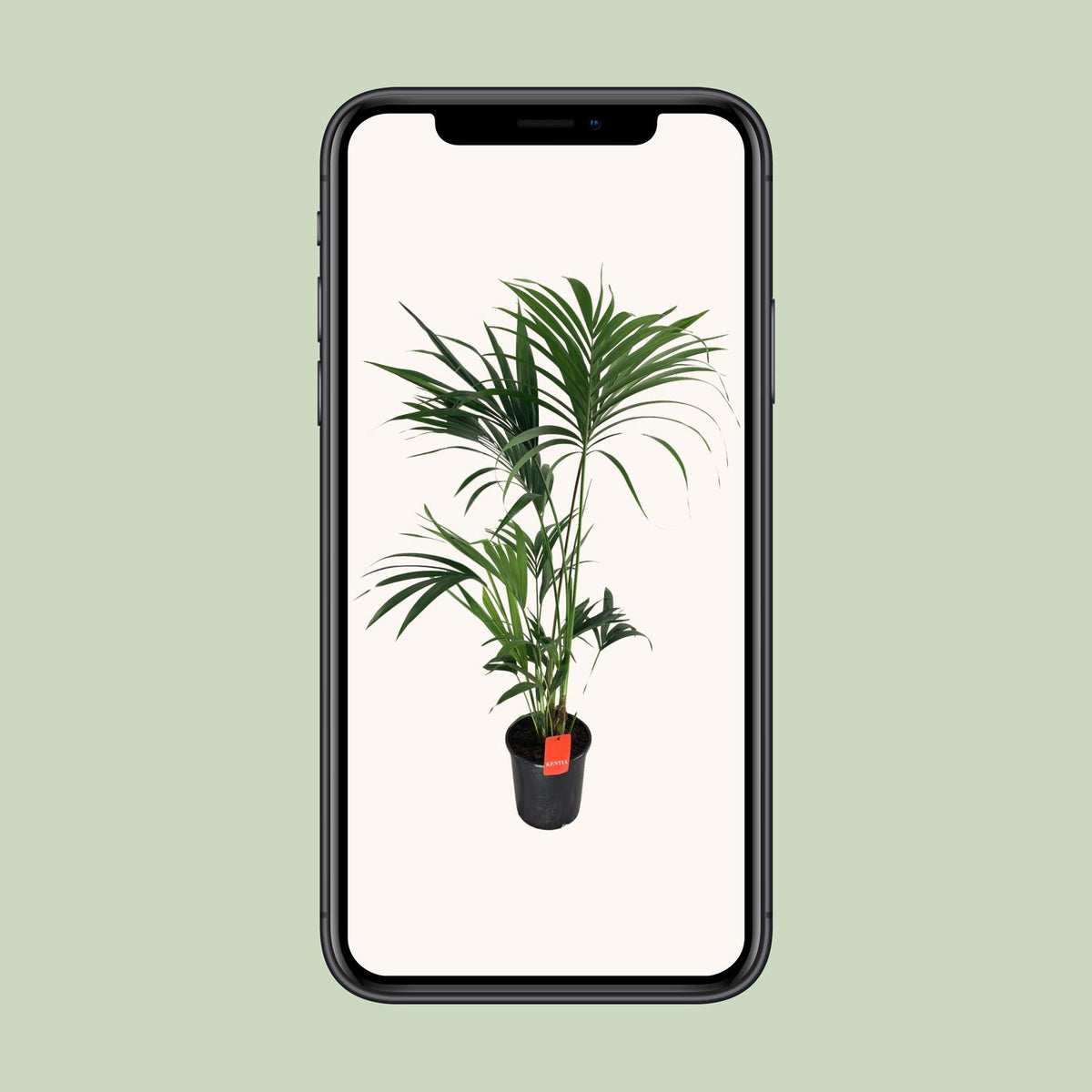 Howea forsteriana (Kentia-Palme) – Ø 24 cm, 130 cm hoch