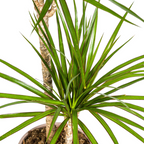 Dracaena marginata Green (Drachenbaum) – Ø 19 cm, 70–90 cm hoch