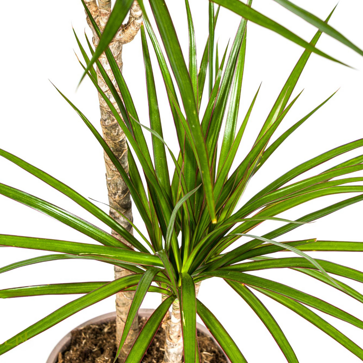 Dracaena marginata Green (drakenboom) – Ø19 cm, 70–90 cm hoog