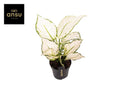 Aglaonema White Joy – Ø12 cm, 35 cm hoog
