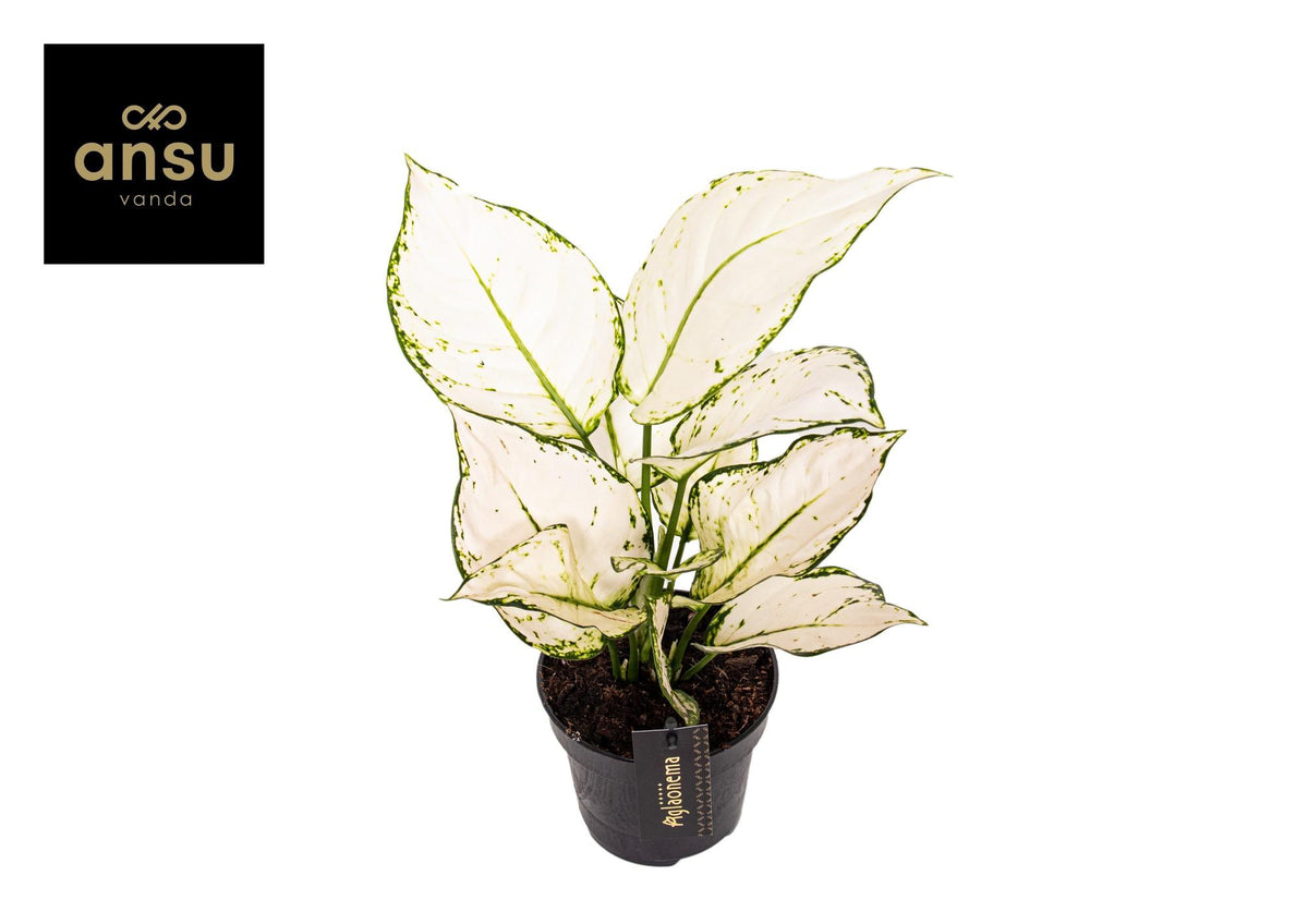 Aglaonema White Joy – Ø12 cm, 35 cm hoog