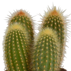 Cereus mix (Cactaceae) – Ø11 cm, 23 cm hoog