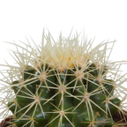 Kaktusmix (Cactaceae) i terrakottakrukke – Ø9 cm, 18 cm høj