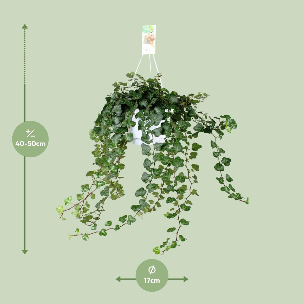 Hedera Wonder Green (lierre) – Ø24 cm, 70 cm de haut – art. 2890
