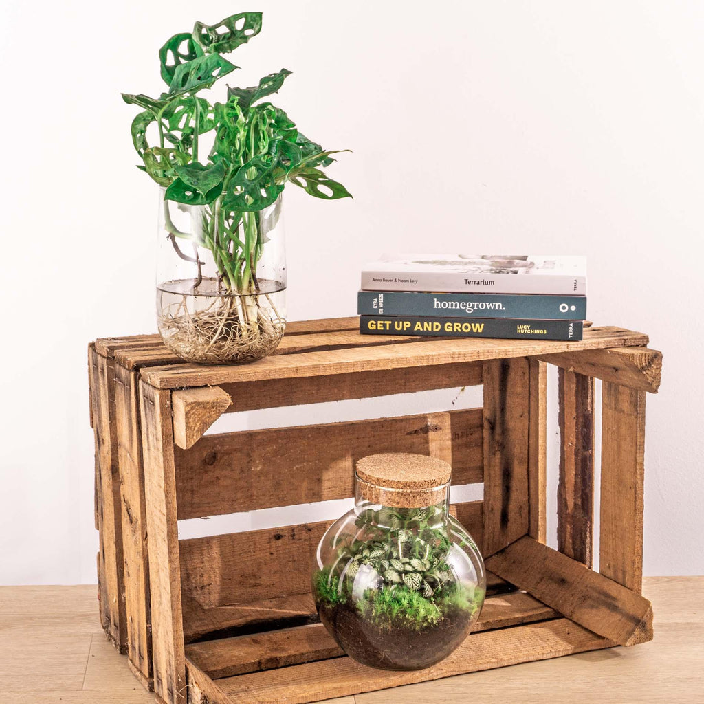 Monstera in Vase DIY-Set (Fensterblatt) – Ø17 cm, 17 cm hoch – Bild 2