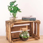 Monstera in Vase DIY-Set (Fensterblatt) – Ø17 cm, 17 cm hoch