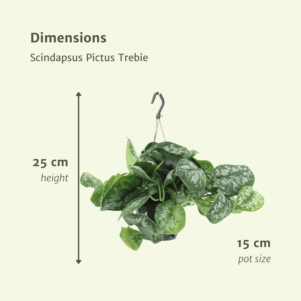 2× Scindapsus pictus Trebie (Epipremnum) – Ø15 cm, 25 cm høj