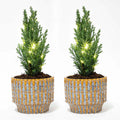 2× Julgran 'Ellwoodii' (Chamaecyparis) i Echo-lerkruka – Ø9 cm, 25–30 cm hög