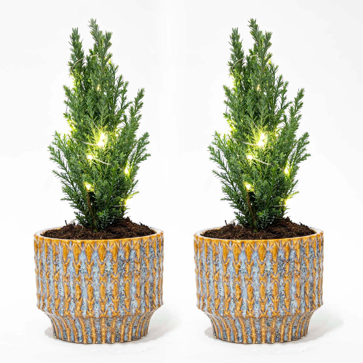 2× Julgran 'Ellwoodii' (Chamaecyparis) i Echo-lerkruka – Ø9 cm, 25–30 cm hög