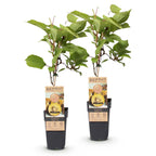 Actinidia deliciosa 'Golden Kiwi' (kiwi plant) – 2 plants, Ø15 cm, 50 cm high