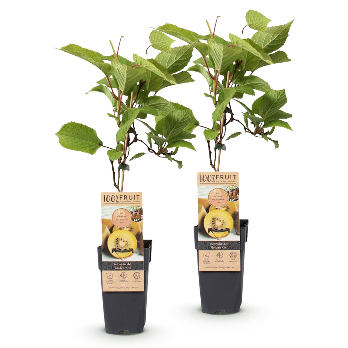 Actinidia deliciosa 'Golden Kiwi' (kiwiplant) – 2 planten, Ø15 cm, 50 cm hoog
