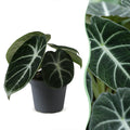 Alocasia Ninja (elephant ear) – Ø6 cm, 10 cm high