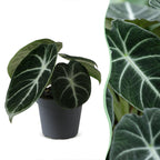 Alocasia Ninja (elephant ear) – Ø6 cm, 10 cm high