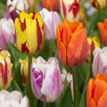 Mélange de tulipes 'Flaming Beauty' – 120 bulbes (calibre 11/12)