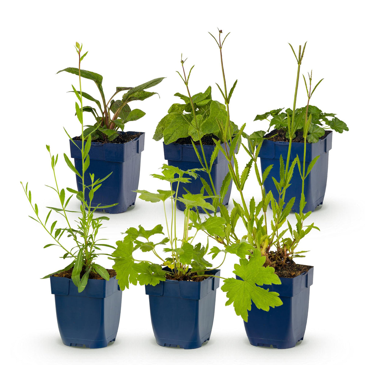 Borderpakket bijen en vlinderlokkend – 6 planten, Ø11 cm, 15–25 cm hoog