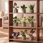 9× Coffret surprise de plantes d’intérieur incl. Linnea Olive – Ø6 cm, 5–15 cm de haut