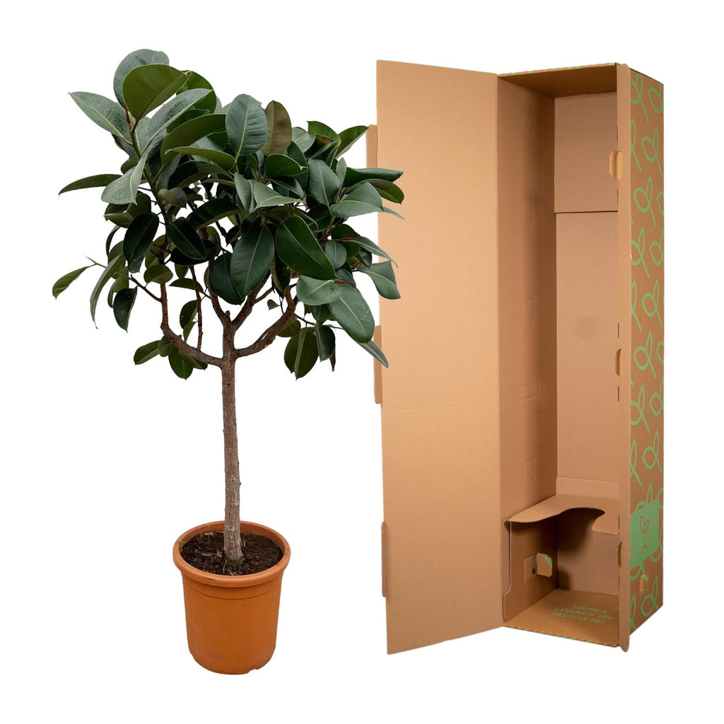 Ficus elastica Robusta sur tige (plante caoutchouc) – Ø35 cm, 170 cm de haut