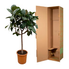 Ficus elastica Robusta sur tige (plante caoutchouc) – Ø35 cm, 170 cm de haut