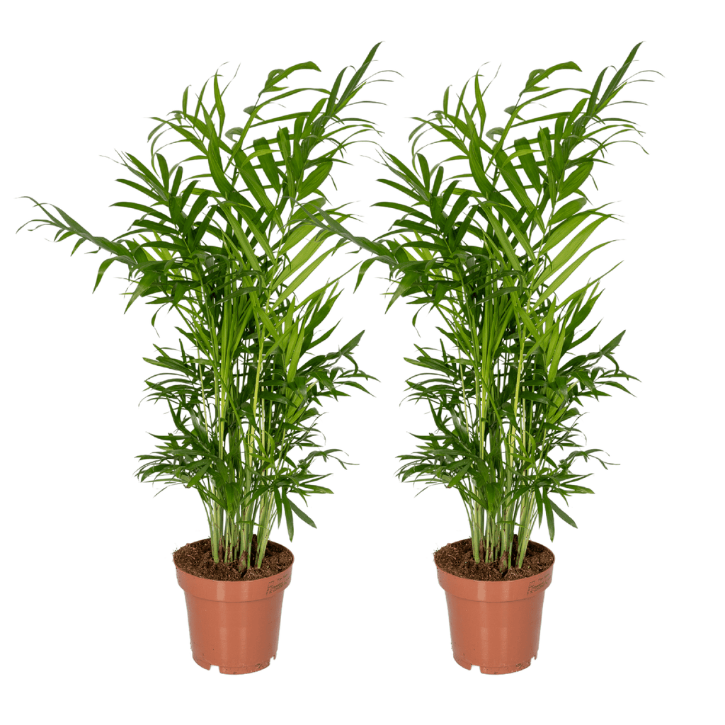 2× Mexicaanse Bergpalm (Chamaedorea) – Ø12 cm, 40 cm hoog