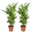 2× Mexicaanse Bergpalm (Chamaedorea) – Ø12 cm, 40 cm hoog