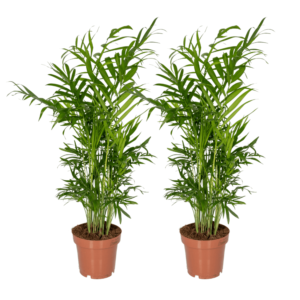 2× Mexicaanse Bergpalm (Chamaedorea) – Ø12 cm, 40 cm hoog