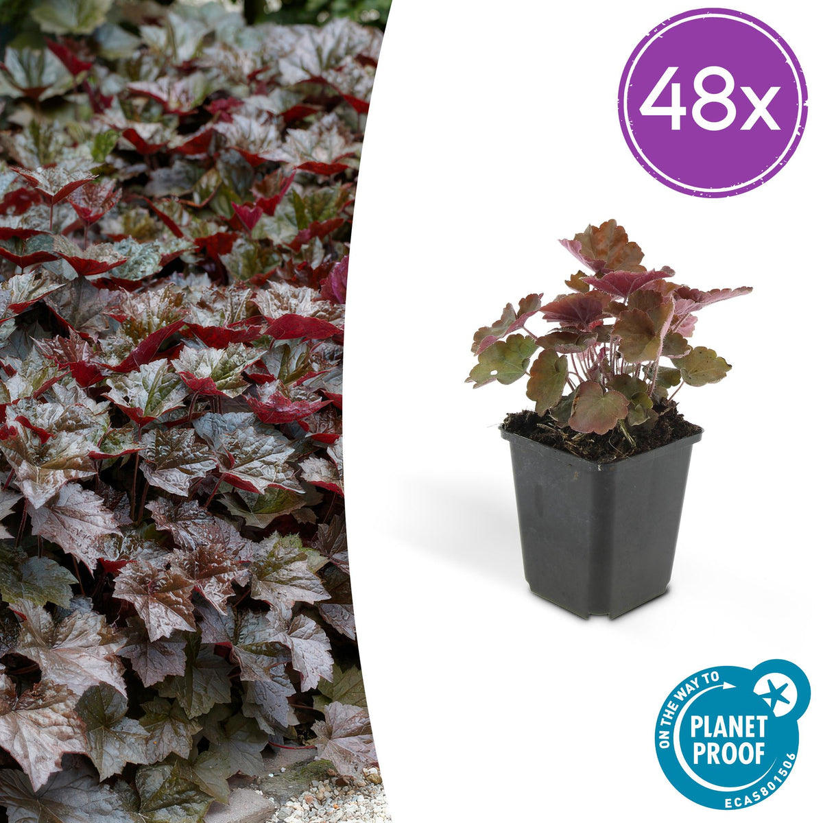 Heuchera mic. 'Palace Purple' (purperklokje) – 48 planten, Ø9 cm, 10–25 cm hoog