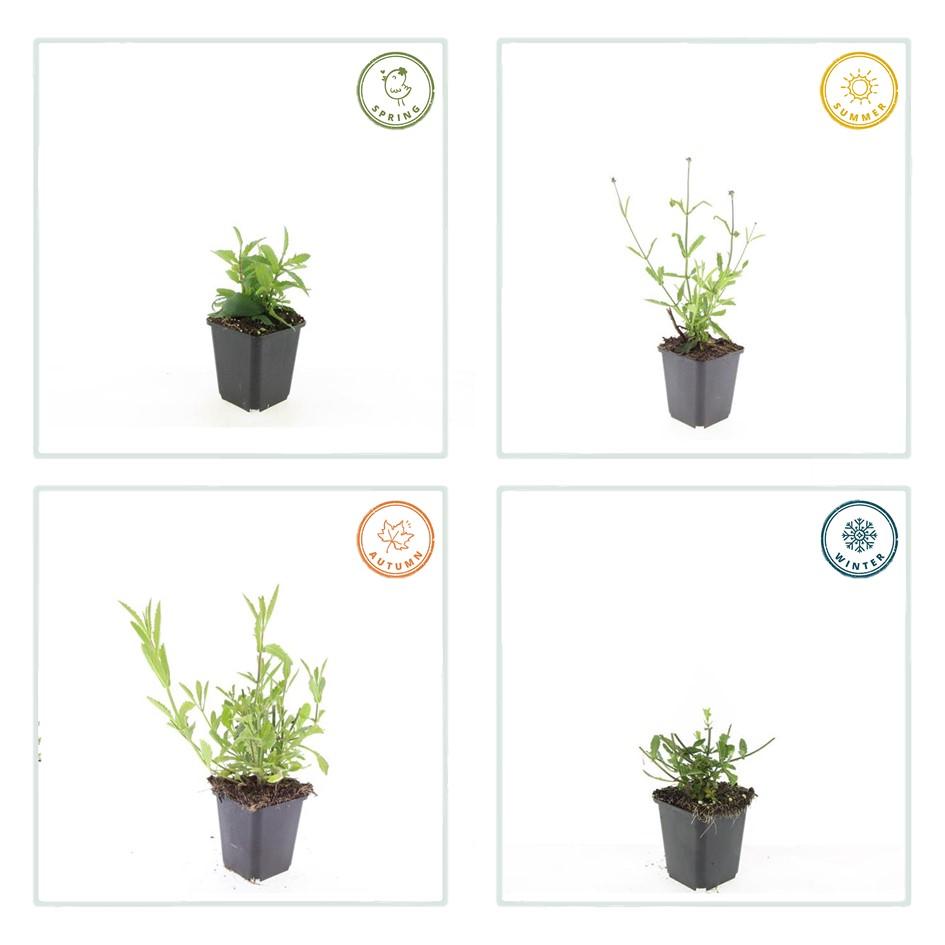 Verbena bon. 'Lollipop' (Eisenhart) – 48 Pflanzen, Ø9 cm, 10–25 cm hoch – Bild 4