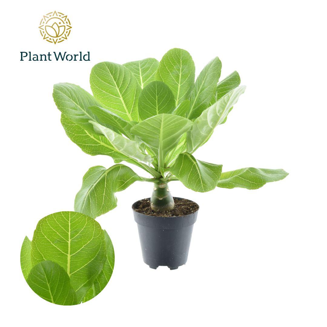 Brighamia Insignis 'Hawaii Palm' (Hawaii-Palme) – Ø12 cm, 37 cm hoch