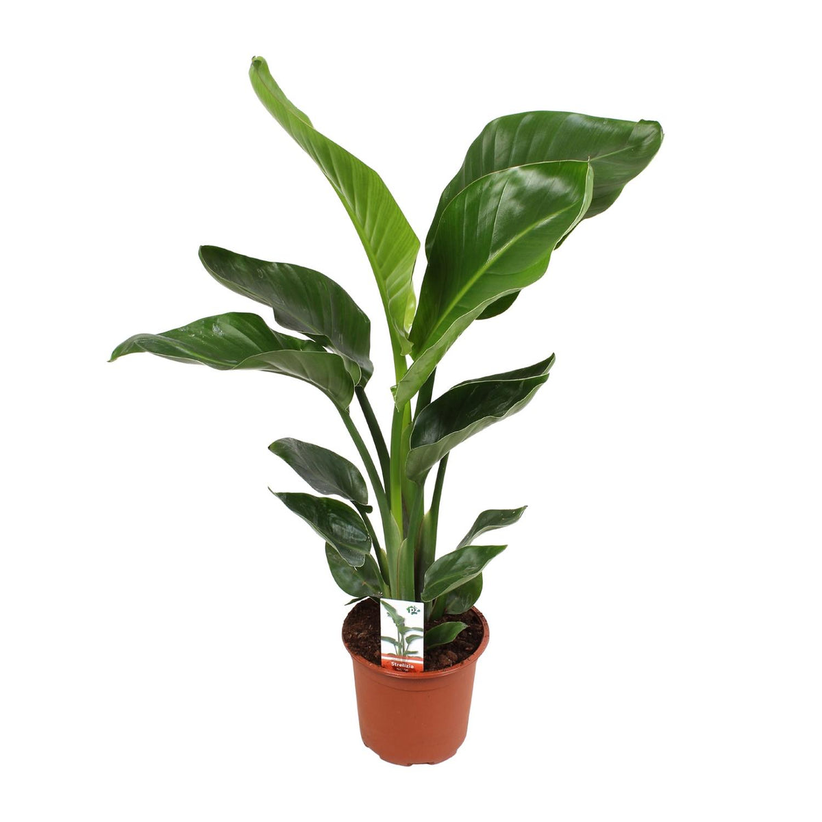 Strelitzia nicolai (hvid paradisfugleblomst) – Ø17 cm, 70 cm høj – cm – art. 23191 – billede 5