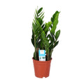 Zamioculcas zamiifolia (plante ZZ) – Ø 17 cm, 60 cm de haut