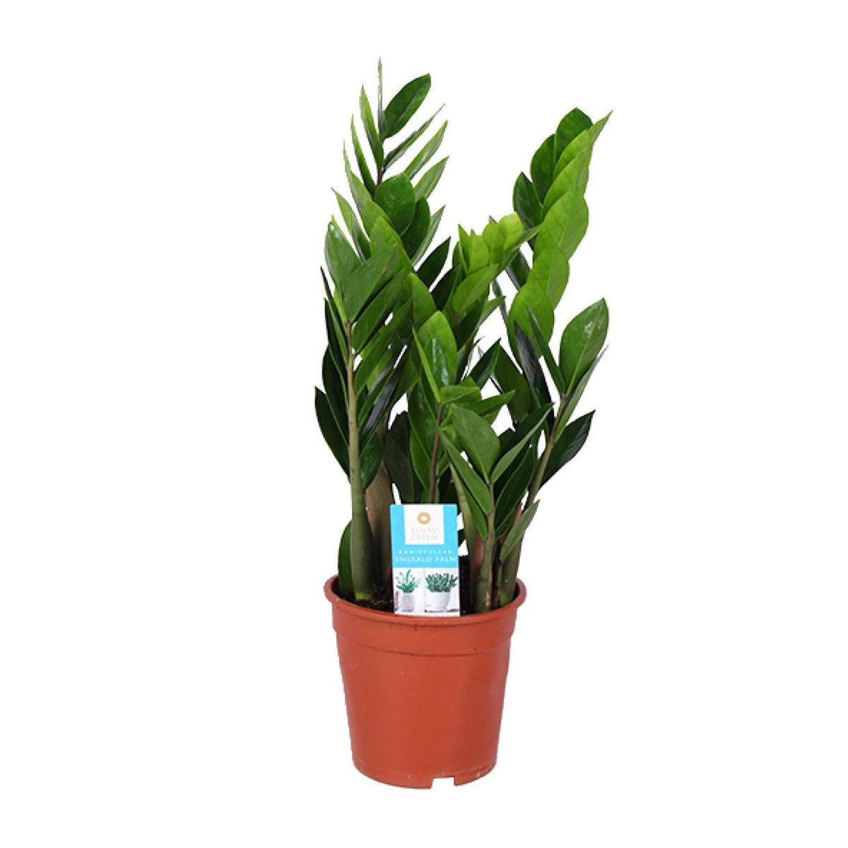 Zamioculcas zamiifolia (zz-plant) – Ø17 cm, 60 cm hoog