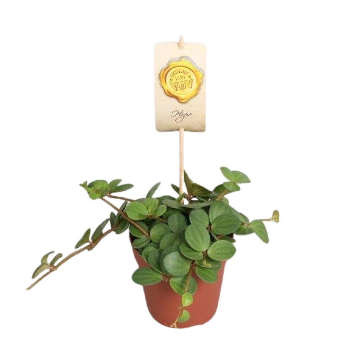 Peperomia Hope – Ø12 cm, 15 cm høj
