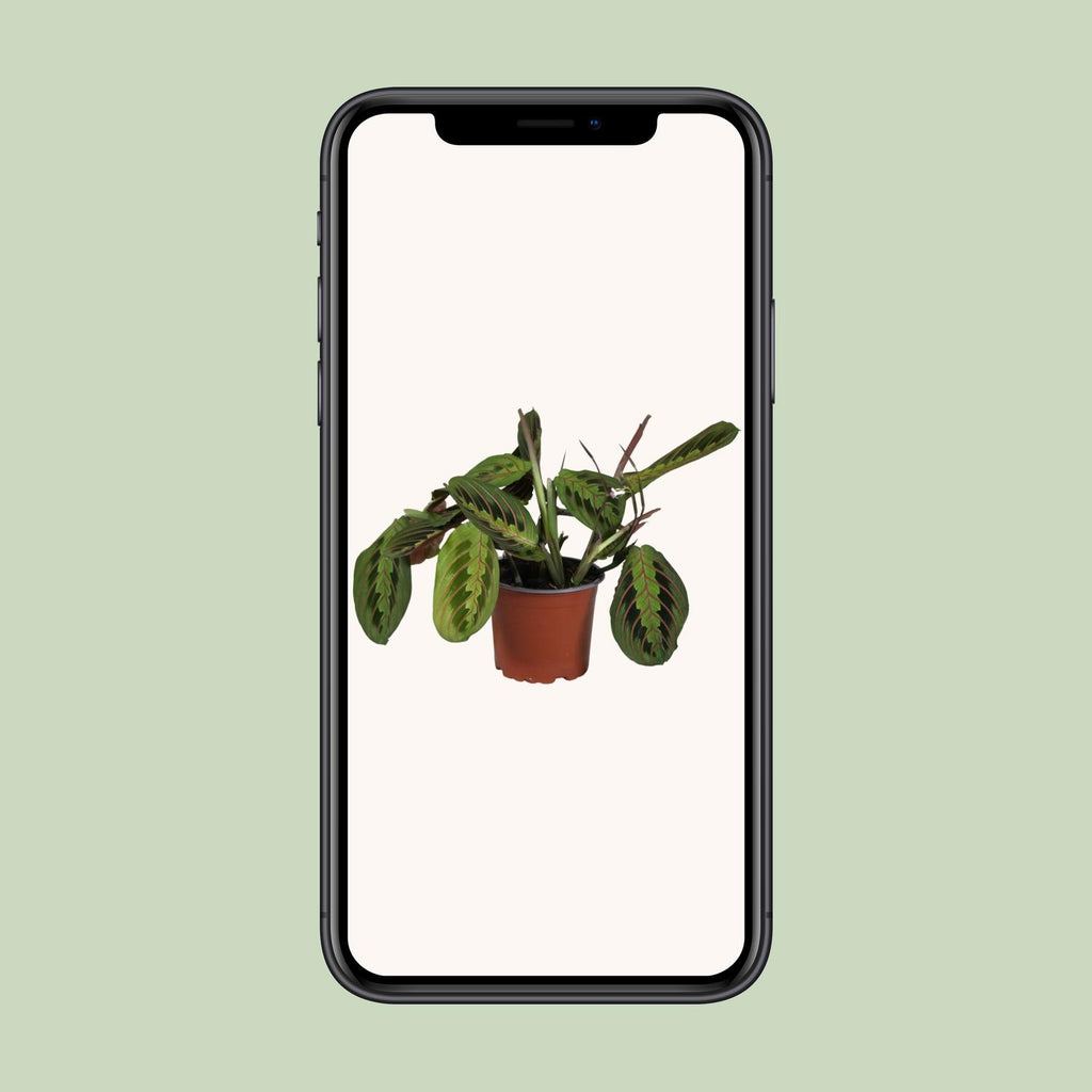 Maranta leuconeura Fascinator (plante prieuse) – Ø12 cm, 30 cm de haut – photo 4