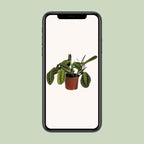 Maranta leuconeura Fascinator (plante prieuse) – Ø12 cm, 30 cm de haut