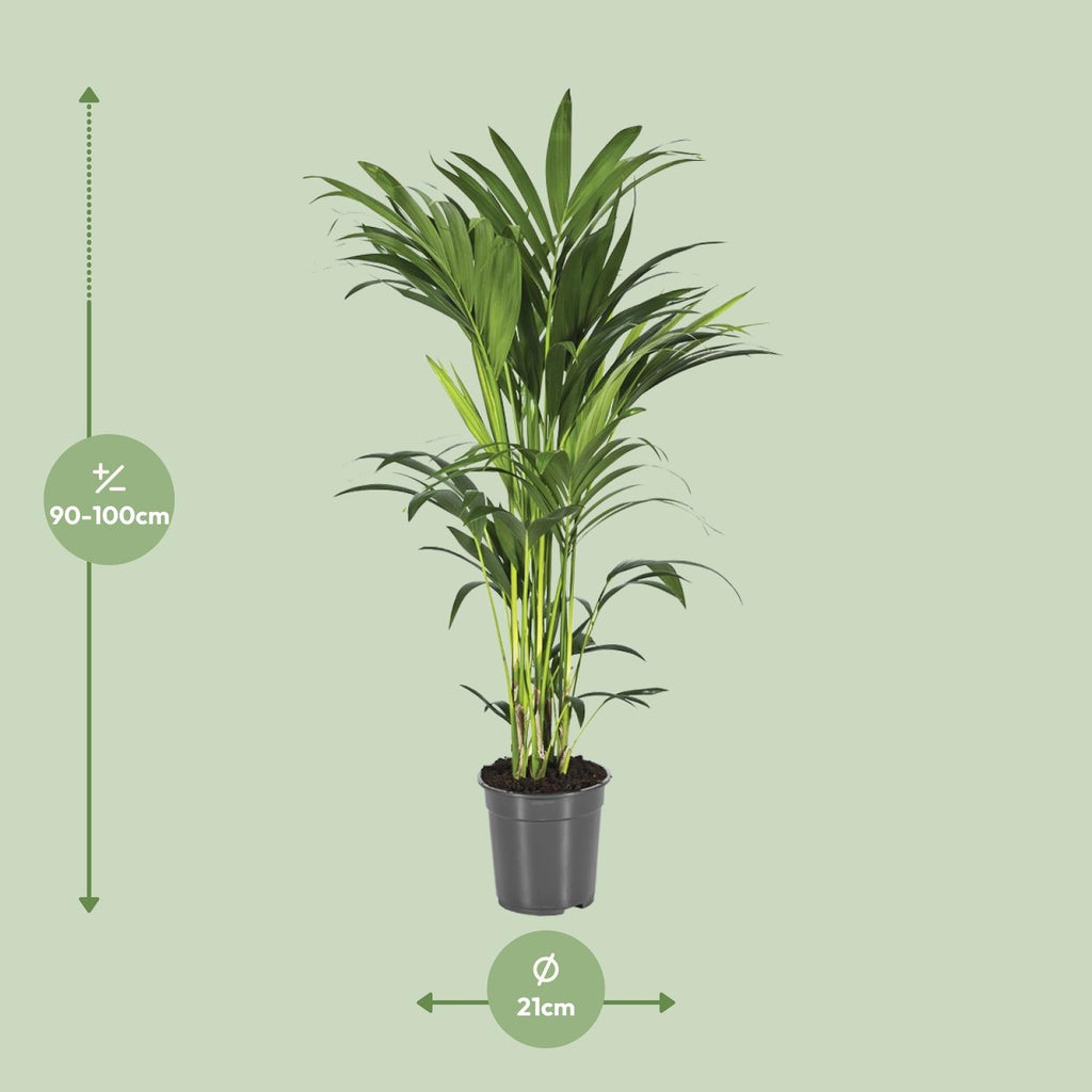 Howea forsteriana (kentia-palme) – Ø21 cm, 100 cm høj