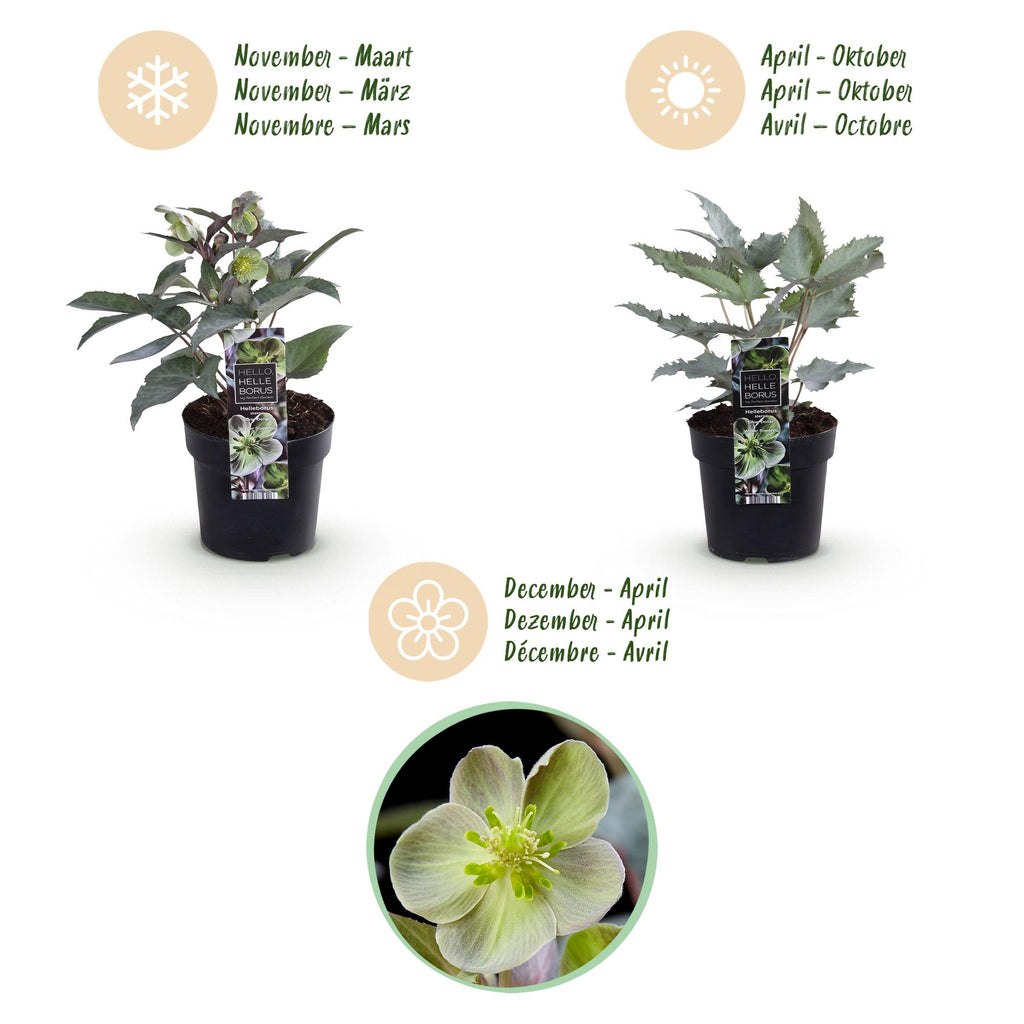 Helleborus sternii 'Silver Dollar' (kerstroos) – Ø14 cm, 35 cm hoog – foto 9