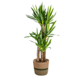 Yucca elephantipes met mand – Ø21 cm, 90–110 cm hoog