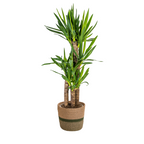Yucca elephantipes met mand – Ø21 cm, 90–110 cm hoog