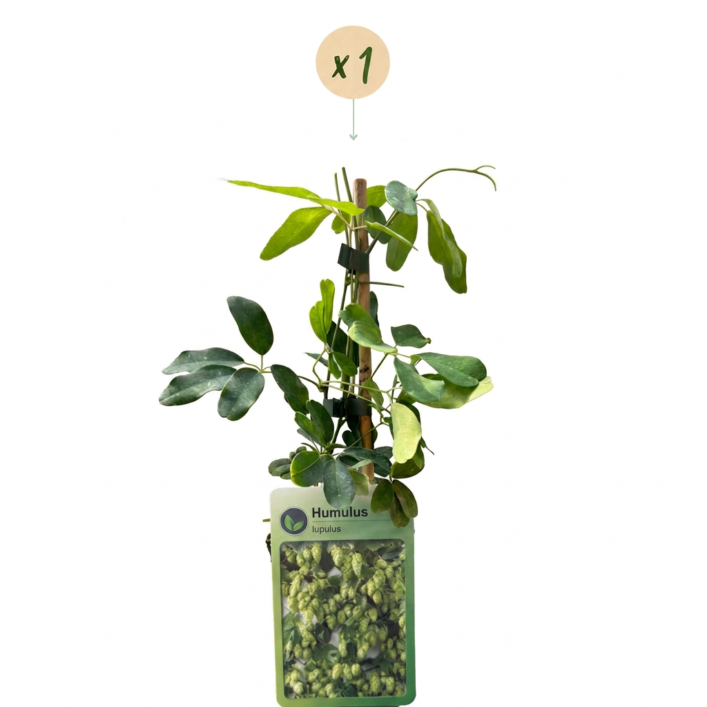 Humulus lupulus 'Nordbrau' (noordbrouwhop) – Ø9 cm, 35 cm hoog – foto 2