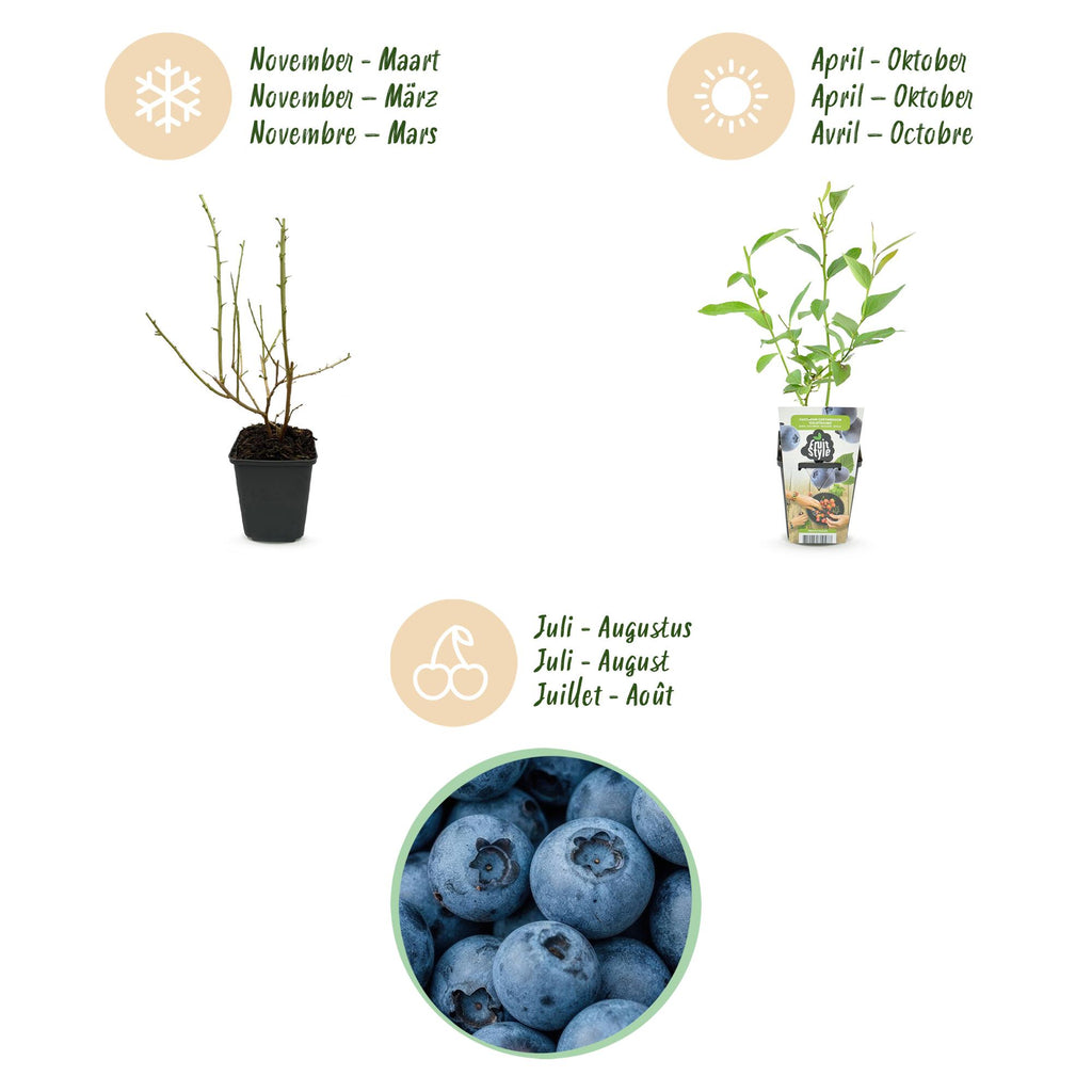 Vaccinium corymbossum 'Goldtraube' (blueberry) – 3 plants, Ø9 cm, 35 cm high – photo 9