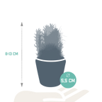 Kaktusmix (Cactaceae) – Ø6 cm, 13 cm høj