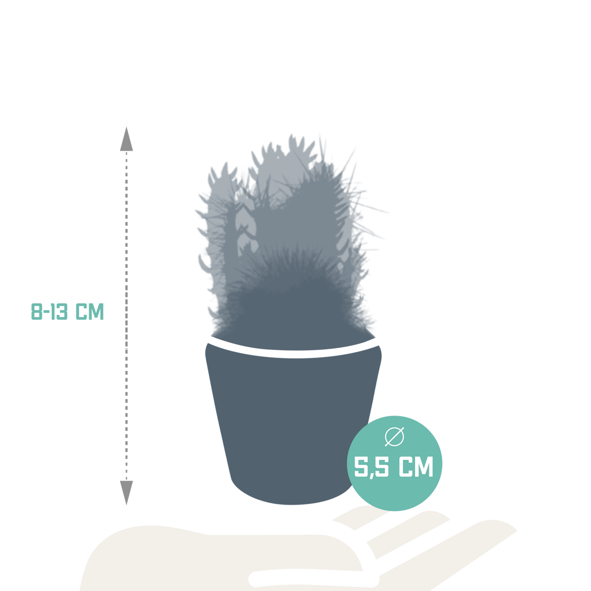 Kaktusmix (Cactaceae) – Ø6 cm, 13 cm høj