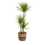 Dracaena marginata Green (arbre dragonnier) avec panier – Ø21 cm, 110–130 cm de haut