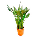 Strelitzia reginae XL (paradijsvogelbloem) – Ø30 cm, 150 cm hoog